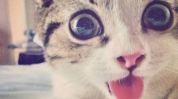 猫猫好困微密圈,萌态可掬,粉丝如云的宠物明星